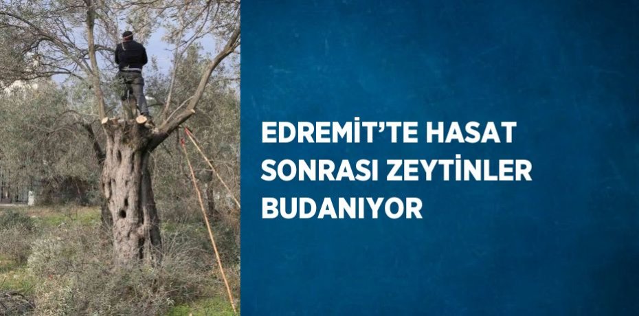 EDREMİT’TE HASAT SONRASI ZEYTİNLER BUDANIYOR