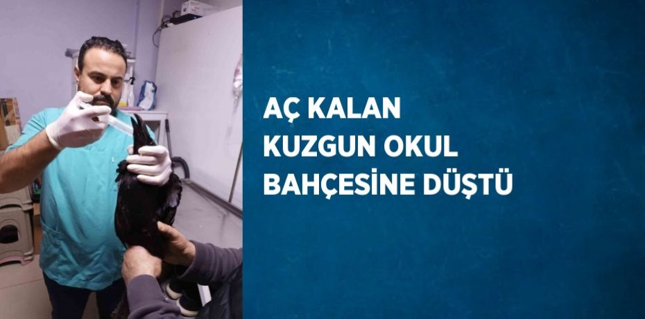 AÇ KALAN KUZGUN OKUL BAHÇESİNE DÜŞTÜ