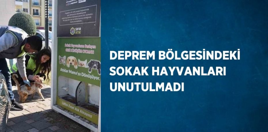 DEPREM BÖLGESİNDEKİ SOKAK HAYVANLARI UNUTULMADI