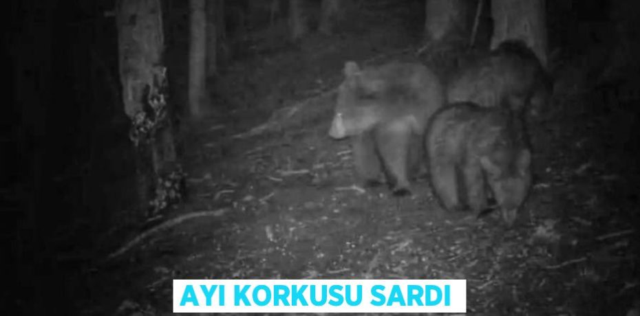 AYI KORKUSU SARDI