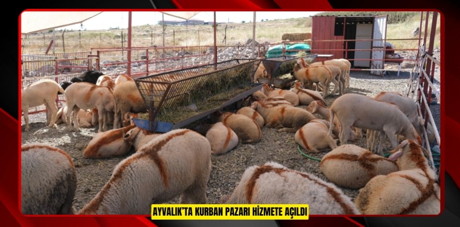 AYVALIK’TA KURBAN PAZARI HİZMETE AÇILDI