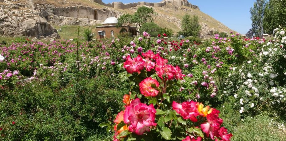Tarih kokan gül bahçesinde renk cümbüşü