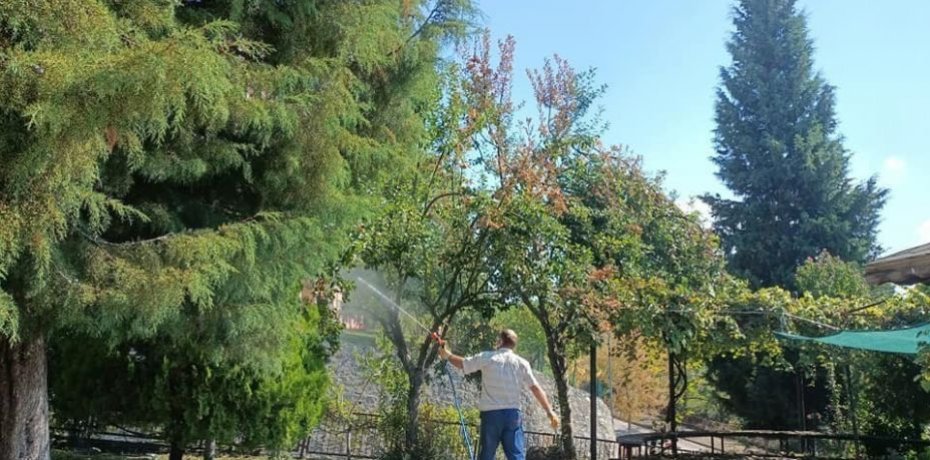 Ağaçlardan meyve yemeyin