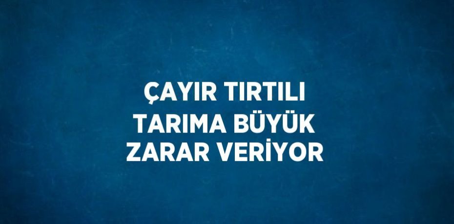 ÇAYIR TIRTILI TARIMA BÜYÜK ZARAR VERİYOR