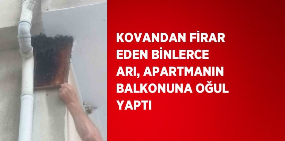 KOVANDAN FİRAR EDEN BİNLERCE ARI, APARTMANIN BALKONUNA OĞUL YAPTI