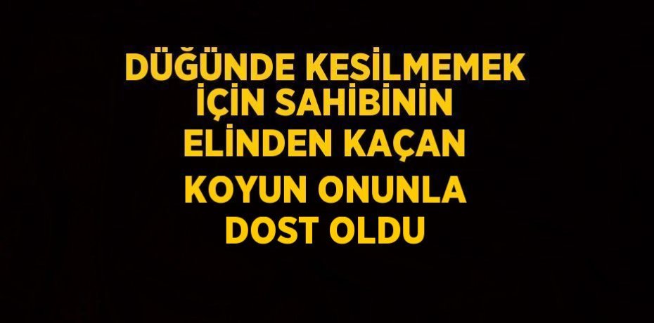 DÜĞÜNDE KESİLMEMEK İÇİN SAHİBİNİN ELİNDEN KAÇAN KOYUN ONUNLA DOST OLDU