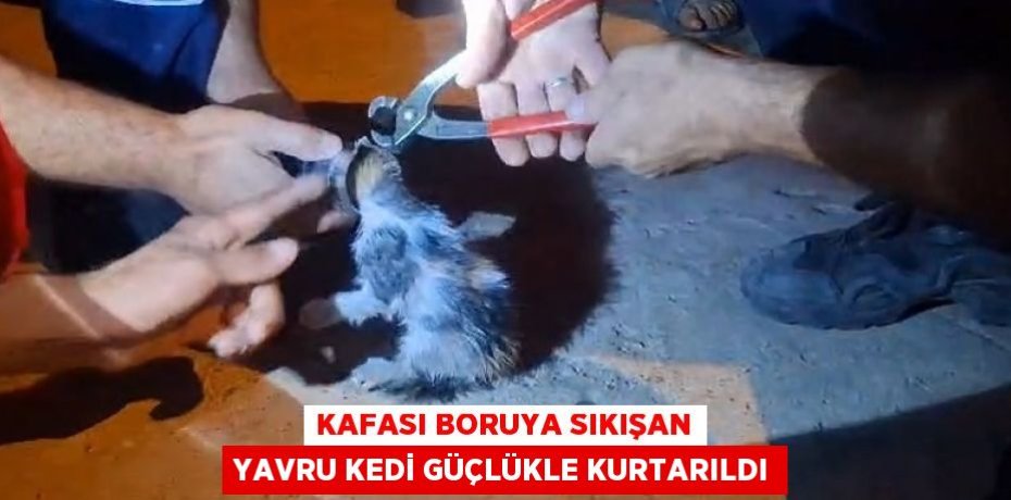 KAFASI BORUYA SIKIŞAN YAVRU KEDİ GÜÇLÜKLE KURTARILDI