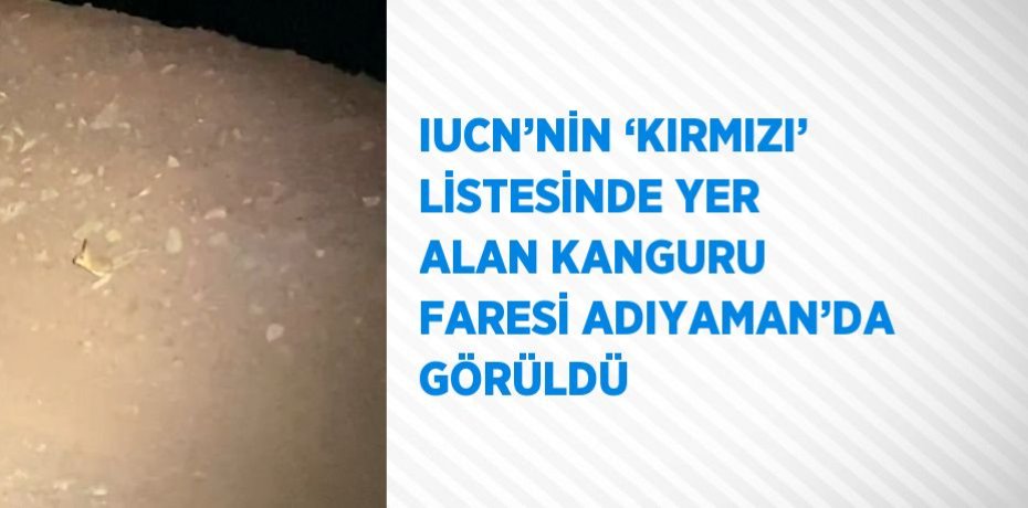 IUCN’NİN ‘KIRMIZI’ LİSTESİNDE YER ALAN KANGURU FARESİ ADIYAMAN’DA GÖRÜLDÜ