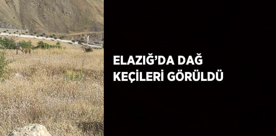 ELAZIĞ’DA DAĞ KEÇİLERİ GÖRÜLDÜ