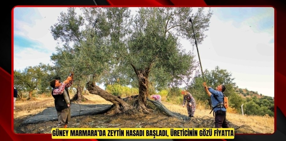 Güney Marmara’da zeytin hasadı başladı, üreticinin gözü fiyatta  
