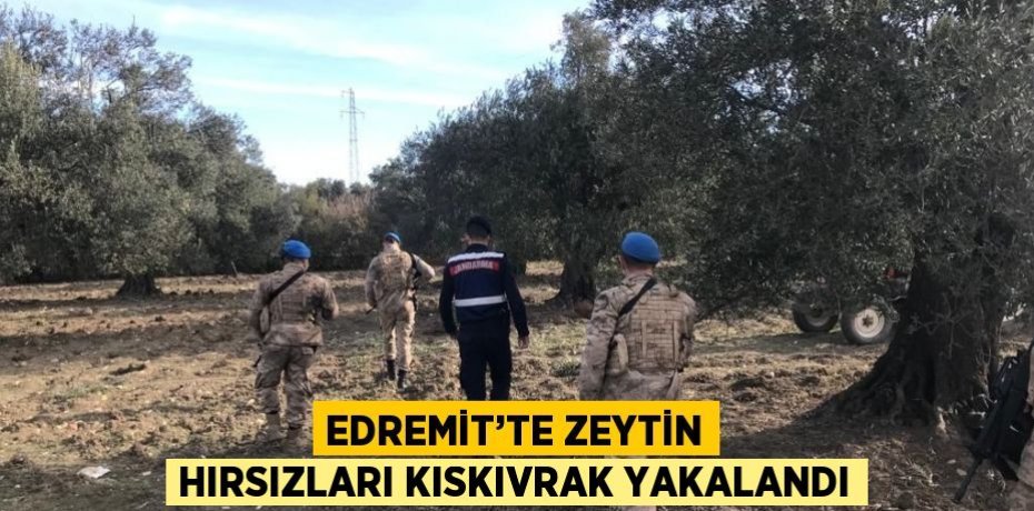 EDREMİT’TE ZEYTİN HIRSIZLARI KISKIVRAK YAKALANDI
