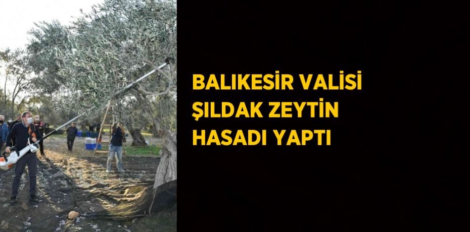 BALIKESİR VALİSİ ŞILDAK ZEYTİN HASADI YAPTI