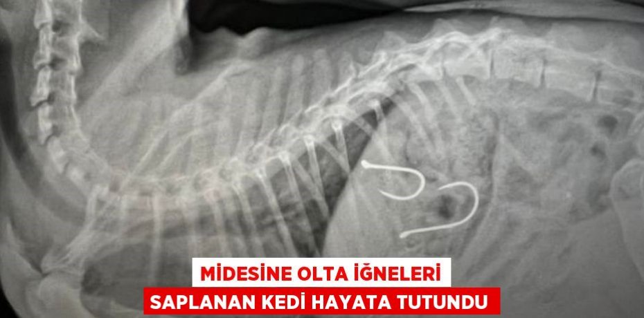 Midesine olta iğneleri saplanan kedi hayata tutundu