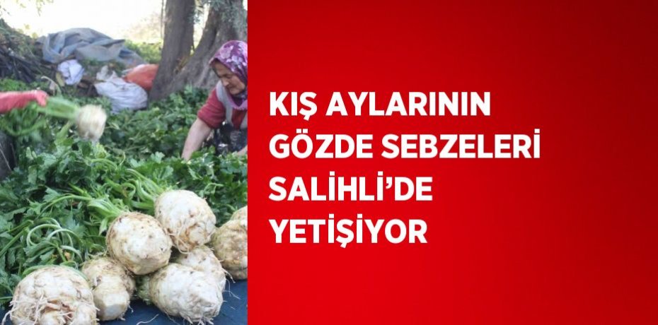 KIŞ AYLARININ GÖZDE SEBZELERİ SALİHLİ’DE YETİŞİYOR