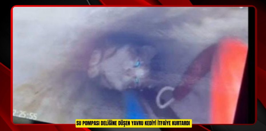 Su pompası deliğine düşen yavru kediyi itfaiye kurtardı  