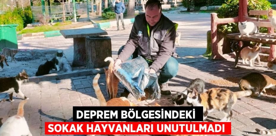 DEPREM BÖLGESİNDEKİ  SOKAK HAYVANLARI UNUTULMADI