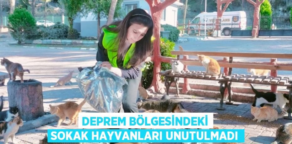 Deprem bölgesindeki sokak hayvanları unutulmadı