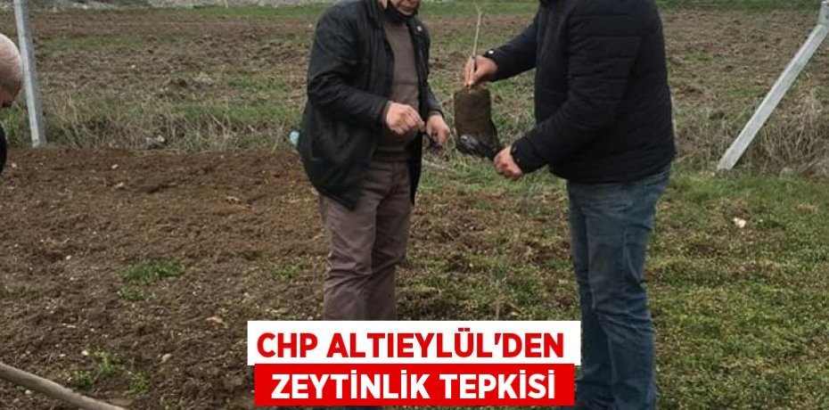 CHP ALTIEYLÜL’DEN  ZEYTİNLİK TEPKİSİ