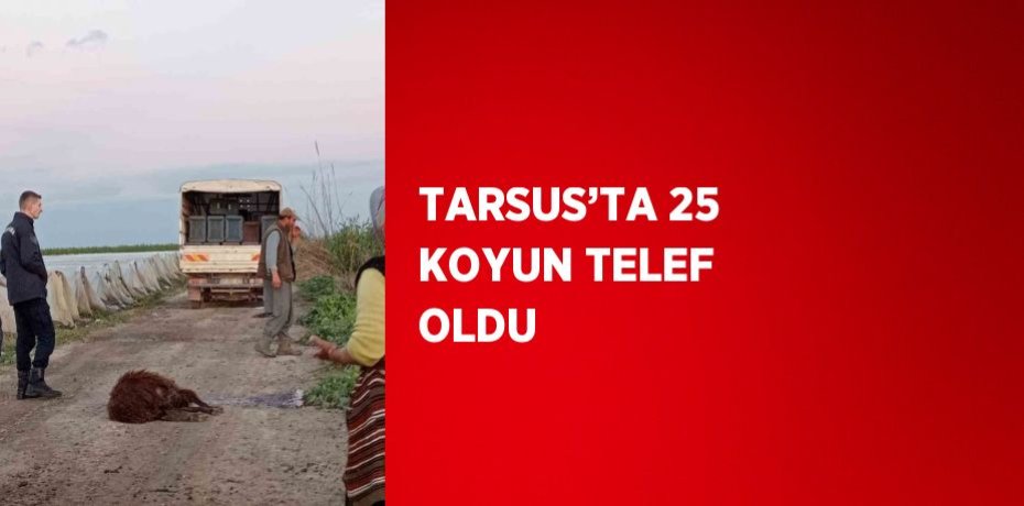 TARSUS’TA 25 KOYUN TELEF OLDU