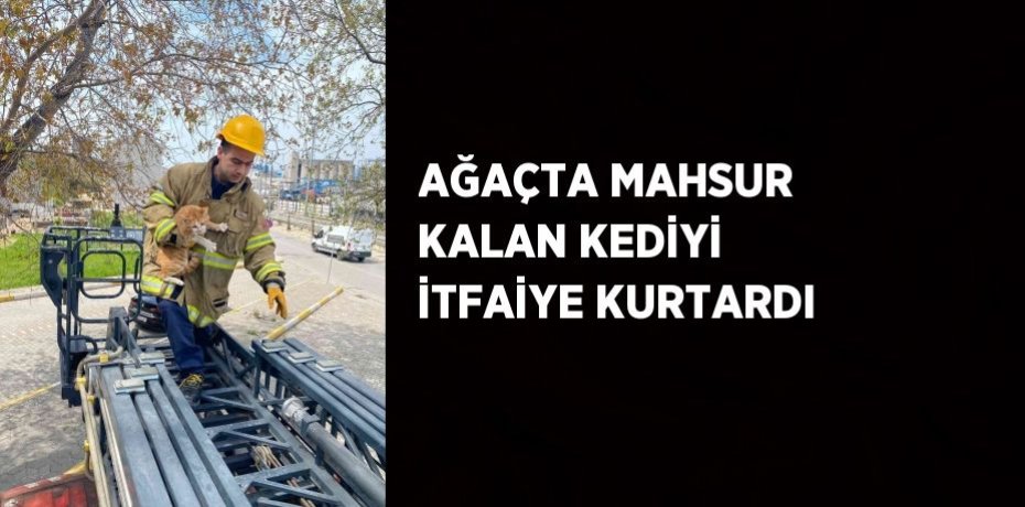 AĞAÇTA MAHSUR KALAN KEDİYİ İTFAİYE KURTARDI