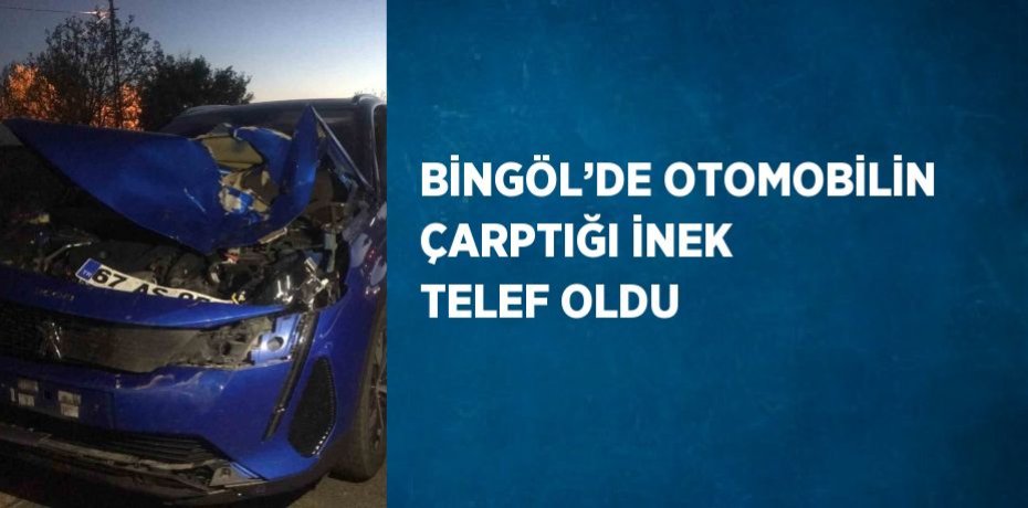 BİNGÖL’DE OTOMOBİLİN ÇARPTIĞI İNEK TELEF OLDU
