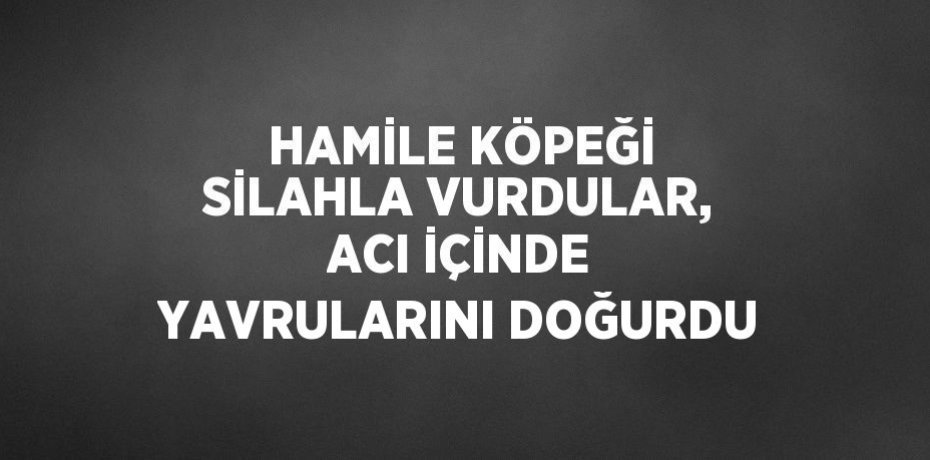 HAMİLE KÖPEĞİ SİLAHLA VURDULAR, ACI İÇİNDE YAVRULARINI DOĞURDU