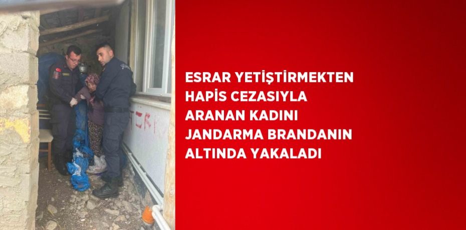 ESRAR YETİŞTİRMEKTEN HAPİS CEZASIYLA ARANAN KADINI JANDARMA BRANDANIN ALTINDA YAKALADI