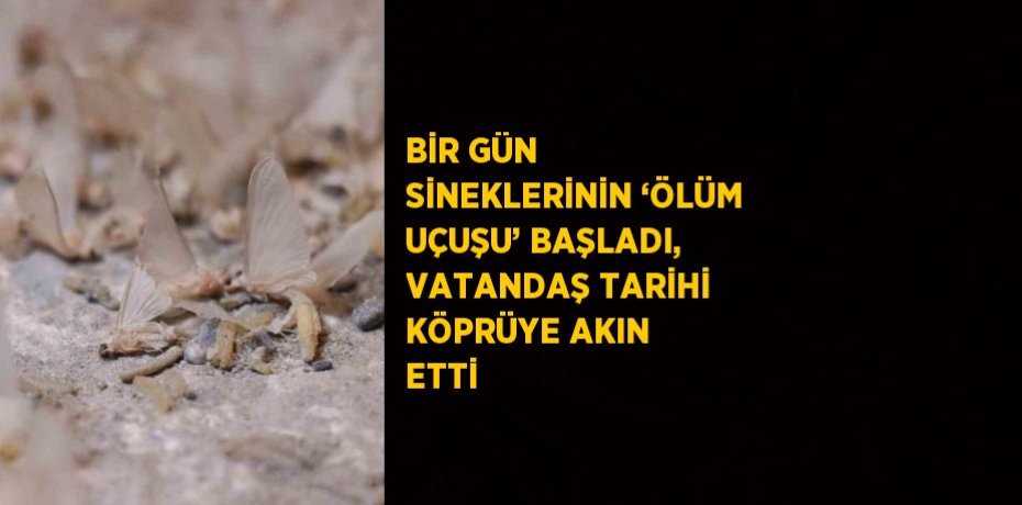 BİR GÜN SİNEKLERİNİN ‘ÖLÜM UÇUŞU’ BAŞLADI, VATANDAŞ TARİHİ KÖPRÜYE AKIN ETTİ