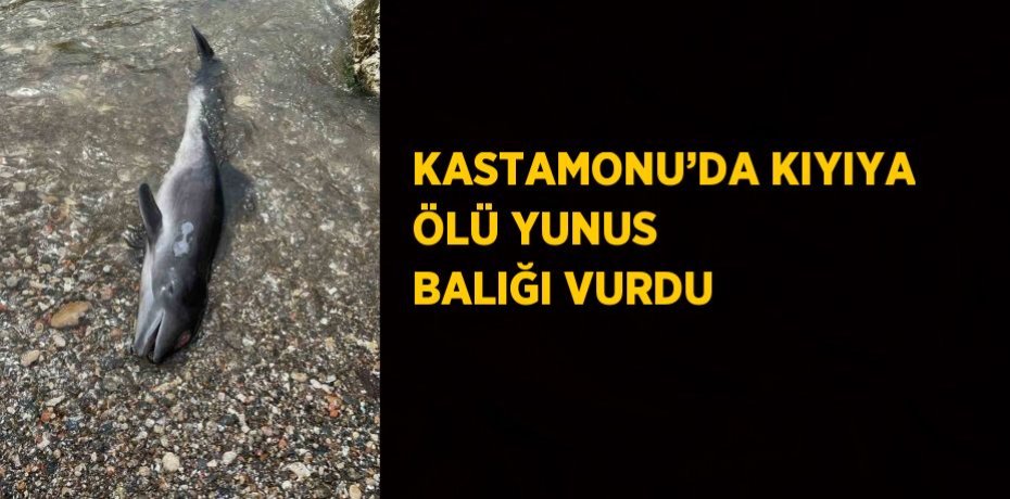 KASTAMONU’DA KIYIYA ÖLÜ YUNUS BALIĞI VURDU