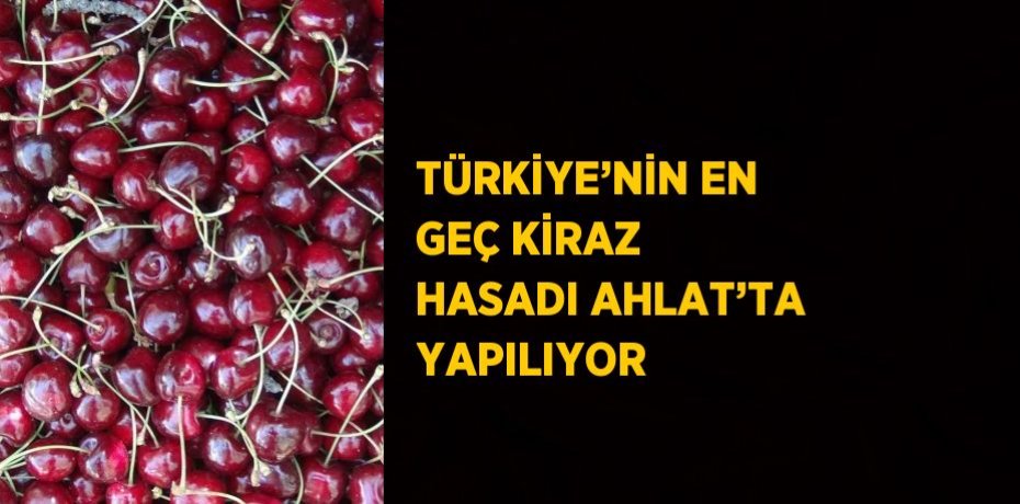 TÜRKİYE’NİN EN GEÇ KİRAZ HASADI AHLAT’TA YAPILIYOR