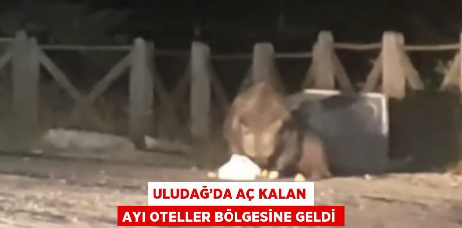 ULUDAĞ’DA AÇ KALAN AYI OTELLER BÖLGESİNE GELDİ