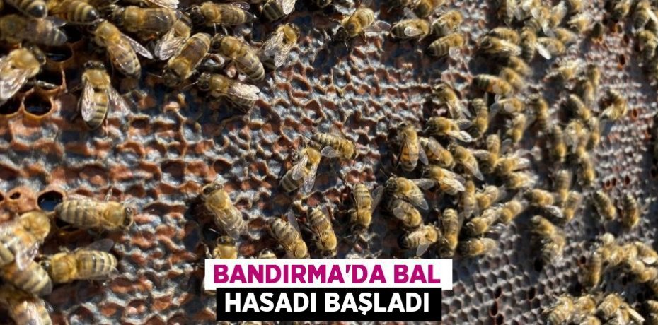 Bandırma'da bal hasadı başladı