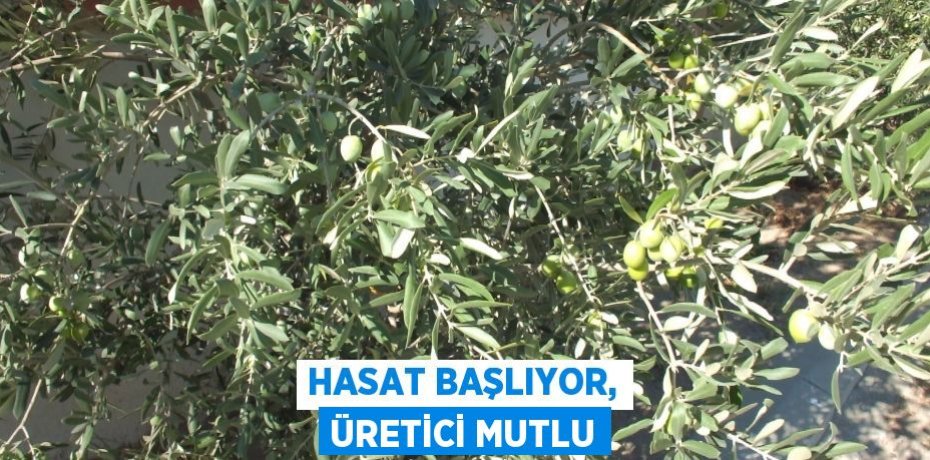 Hasat başlıyor, üretici mutlu