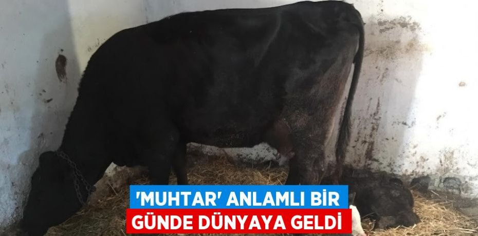 'MUHTAR' ANLAMLI BİR GÜNDE DÜNYAYA GELDİ