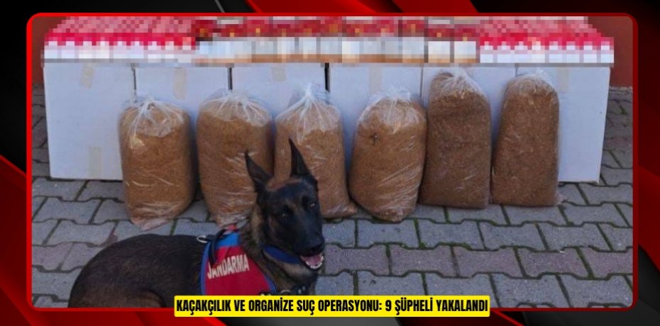 Kaçakçılık ve organize suç operasyonu: 9 şüpheli yakalandı