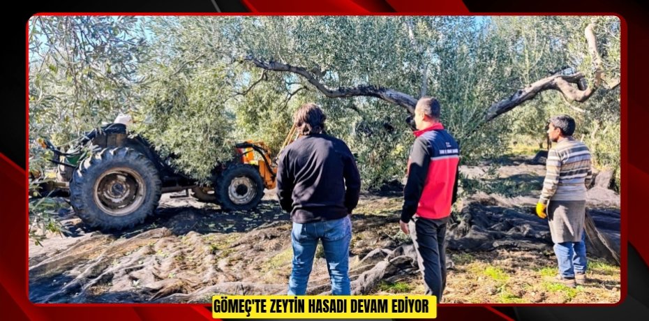 Gömeç'te zeytin hasadı devam ediyor  