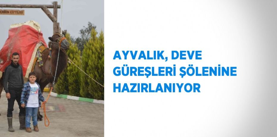 AYVALIK, DEVE GÜREŞLERİ ŞÖLENİNE HAZIRLANIYOR