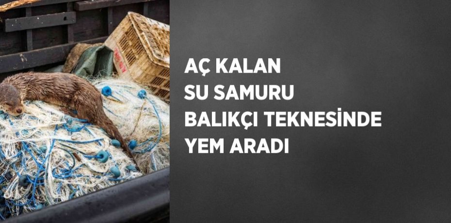 AÇ KALAN SU SAMURU BALIKÇI TEKNESİNDE YEM ARADI