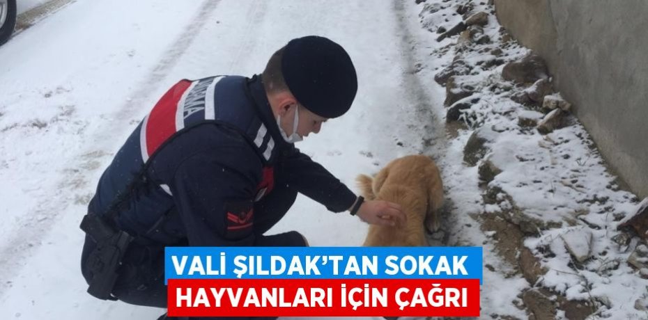 VALİ ŞILDAK’TAN SOKAK HAYVANLARI İÇİN ÇAĞRI