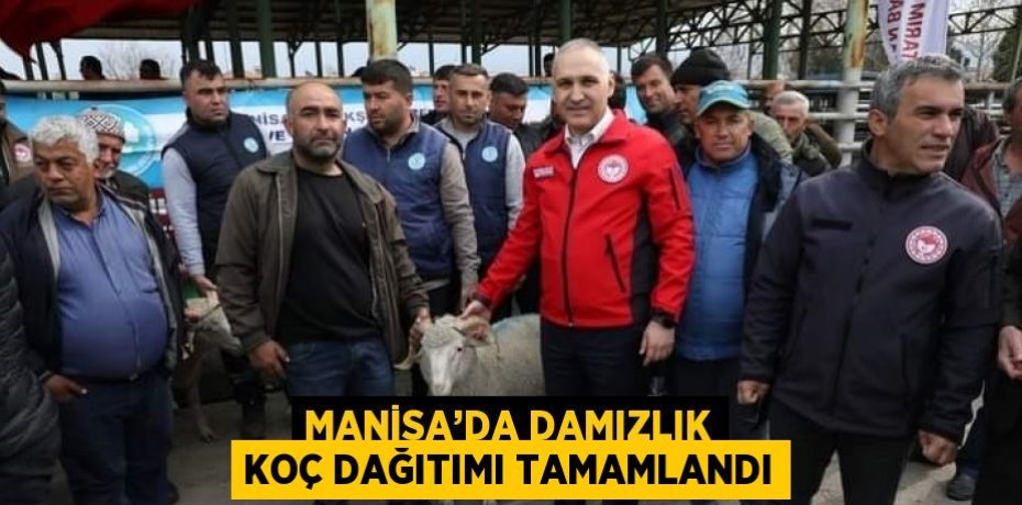 MANİSA’DA DAMIZLIK KOÇ DAĞITIMI TAMAMLANDI