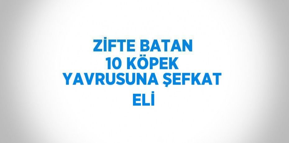 ZİFTE BATAN 10 KÖPEK YAVRUSUNA ŞEFKAT ELİ