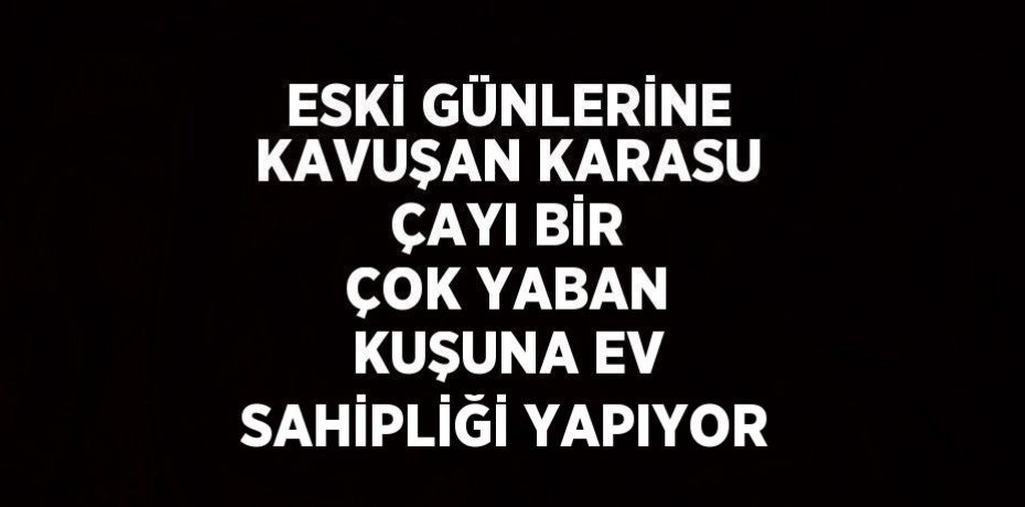 ESKİ GÜNLERİNE KAVUŞAN KARASU ÇAYI BİR ÇOK YABAN KUŞUNA EV SAHİPLİĞİ YAPIYOR
