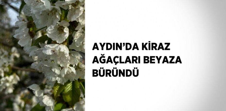 AYDIN’DA KİRAZ AĞAÇLARI BEYAZA BÜRÜNDÜ