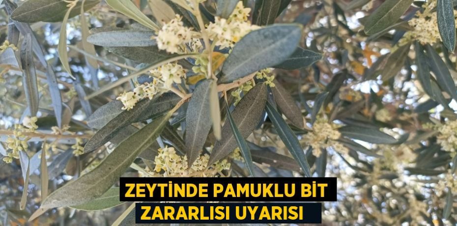 Zeytinde pamuklu bit zararlısı uyarısı  