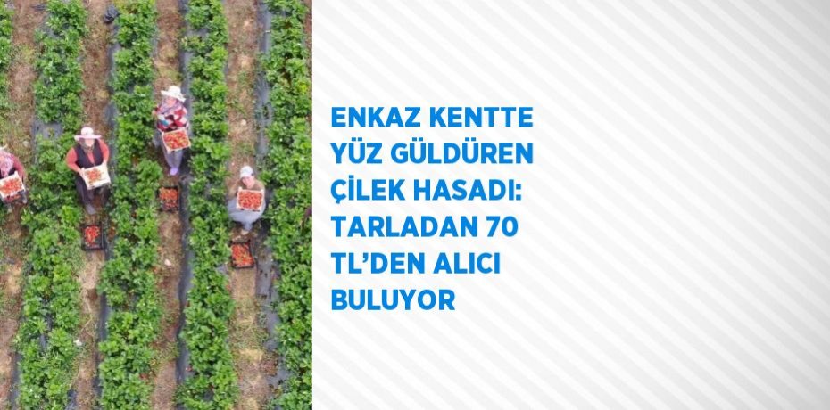ENKAZ KENTTE YÜZ GÜLDÜREN ÇİLEK HASADI: TARLADAN 70 TL’DEN ALICI BULUYOR