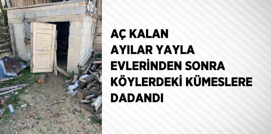 AÇ KALAN AYILAR YAYLA EVLERİNDEN SONRA KÖYLERDEKİ KÜMESLERE DADANDI