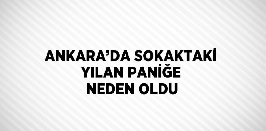 ANKARA’DA SOKAKTAKİ YILAN PANİĞE NEDEN OLDU