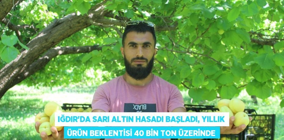 Iğdır’da sarı altın hasadı başladı, yıllık ürün beklentisi 40 bin ton üzerinde