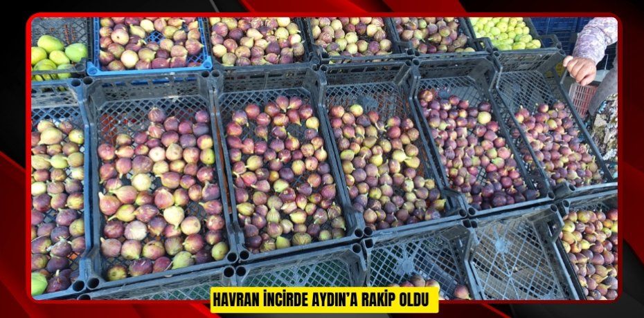 Havran incirde Aydın’a rakip oldu  