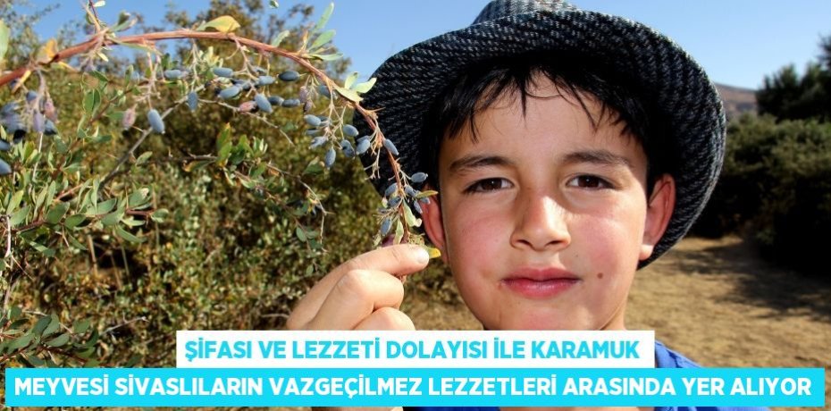 Şifası ve lezzeti dolayısı ile Karamuk meyvesi Sivaslıların vazgeçilmez lezzetleri arasında yer alıyor